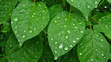 Up-close perspective capturing rain droplets on delicate leaves