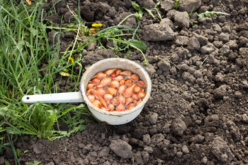 The onion heads lie in a ladle in the water.