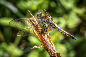 close up of dragonfly