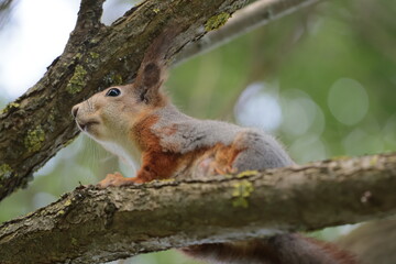 A wild forest squirrel sits on a tree. Urban wildlife.