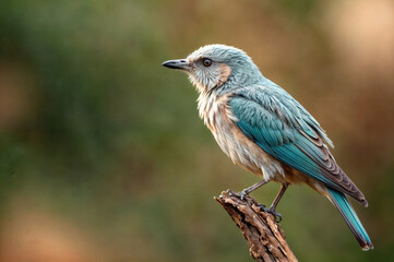 lilac breasted roller