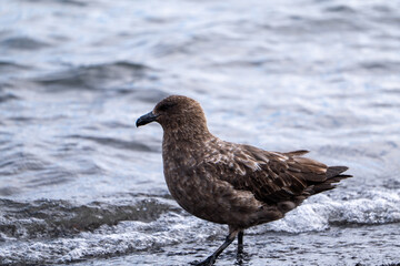 South polar skua, Southern Ocean, Antarctica