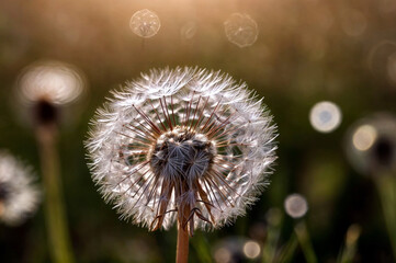 dandelion in the wind