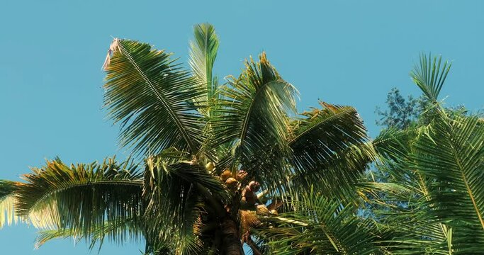 Low angle background video with tops of coconut trees against a blue sky without clouds. Palm leaves are blown by the warm wind. Exotic resort on a tropical island.