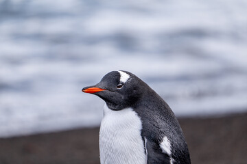 Gentoo Penguins on Deception Island, Antarctic