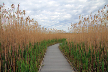 Fall landscape with trail  in grass