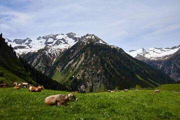 Kühe auf Weide mit schneebedeckten Bergen im Hintergrund