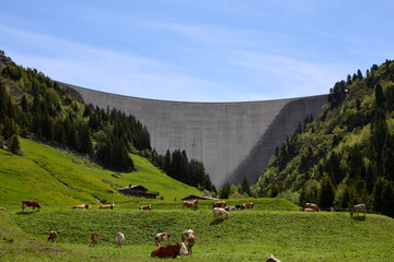 Kuhherde vor einer Staumauer