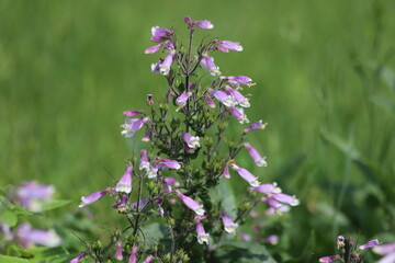Violet Penstemon flower in a garden in summer. Close up. © Katarzyna