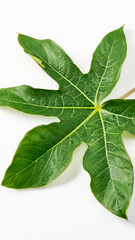 leaf isolated on white