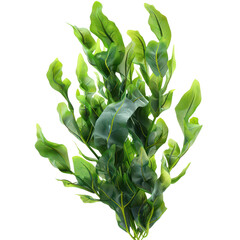 Close-up of vibrant green aquatic plant leaves, ideal for aquarium decoration or photography focused on nature and foliage.