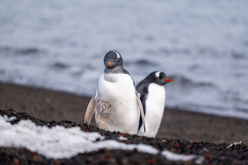 Obraz premium Gentoo Penguins on Deception Island, Antarctic