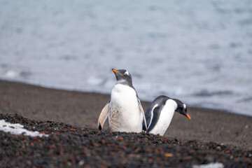 Naklejka premium Gentoo Penguins on Deception Island, Antarctic