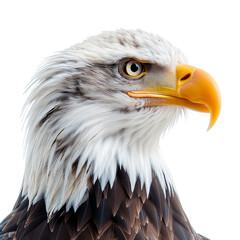 Obraz premium Close-up of a majestic bald eagle with sharp eyes and a striking yellow beak, capturing the essence of strength and beauty. Isolated on transparent background