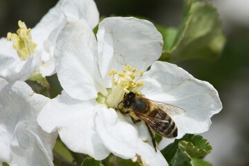 Biene an der Blüte eines Apfelbaums.