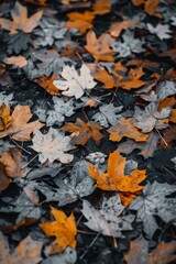 A close-up photo of the ground covered in fallen leaves, showcasing autumn's muted colors against a dark background.