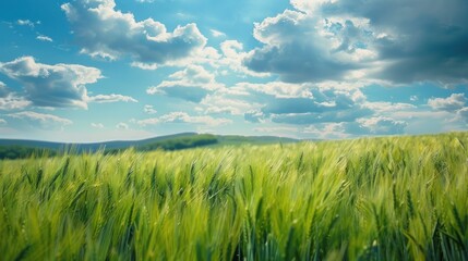 Obraz premium Field of green wheat Scenic countryside with wheat fields