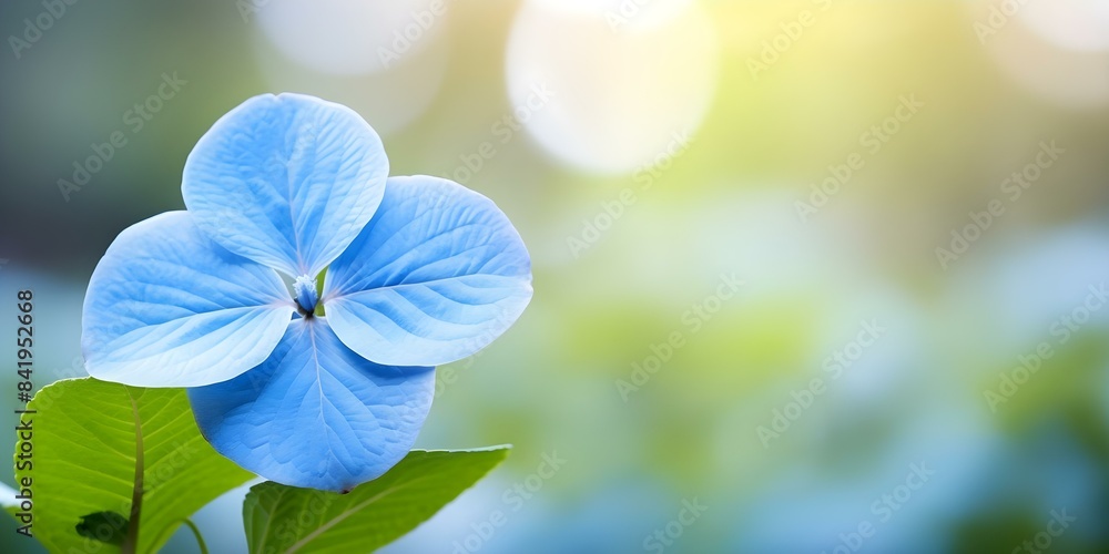 Aufkleber isolated blue hydrangea with bokeh background and space for text placement. concept blue hydrangea, 