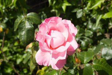 Pink rose in the summer garden. Close-up. Nature background.