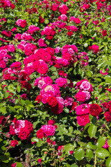 Red roses in the summer garden. Close-up. Nature background.