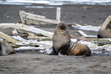 Antarctic fur seal on Deception Island