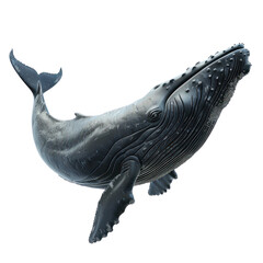 Fototapeta premium Close-up image of a majestic humpback whale swimming in the ocean, showcasing its unique patterns and natural beauty.