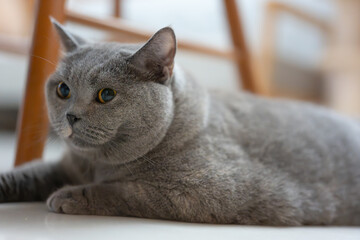 The curious gray British Shorthair blue cat looks at its owner. It's so hot in the summer that it lies sleeping on the cool floor, its big eyes drowsily closing.