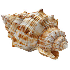 Close-up of a beautiful seashell with intricate patterns and textures, showcasing nature's artistry in marine life.