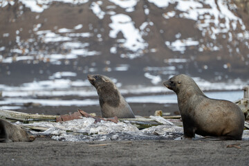 Antarctic fur seal on Deception Island
