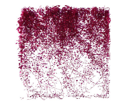 siepe erba prato Albero con e senza foglie bianche, arancioni, verdi, gialle, rosse fondo trasparente e isolato inverno con e senza neve o foglie