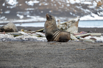 Antarctic fur seal on Deception Island