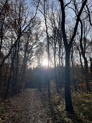 Obraz premium morning in the forest