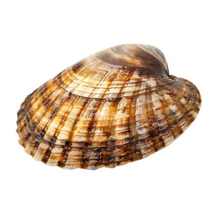 Obraz premium Close-up of a beautifully patterned seashell isolated on white background, showcasing intricate natural details and vibrant colors.