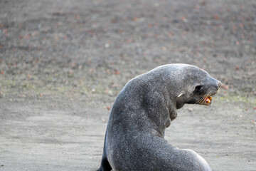 Antarctic fur seal on Deception Island