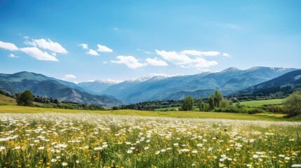 meadow with flowers