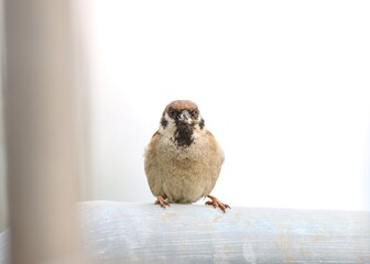 Vrabec polní/ Passer montanus