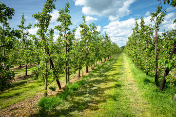 Naklejka premium Orchard landscape with growing pear trees in spring season.