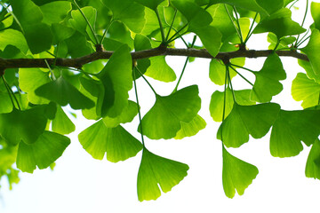 Ginkgo biloba green leaves on a tree. Ginkgo Biloba Tree Leaves on light sky.