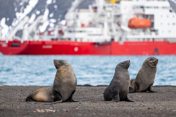 Antarctic fur seal on Deception Island