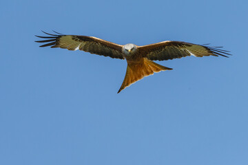Red kite a bird of prey in flight