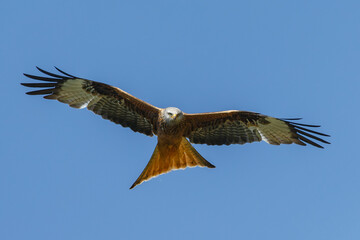 Red kite a bird of prey in flight