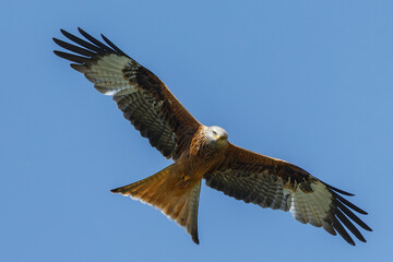 Red kite a bird of prey in flight