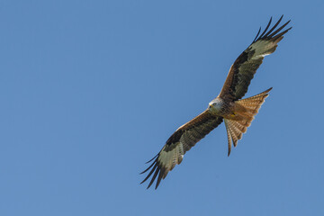 Fototapeta premium Red kite a bird of prey in flight