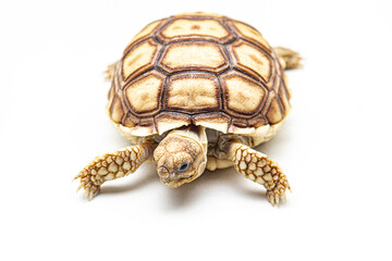 Obraz premium Baby Sulcata Tortoises walking isolated white background