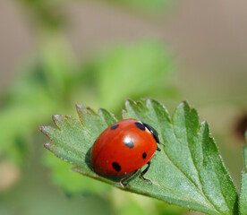 A little ladybug on a green leaf. Insects in nature.