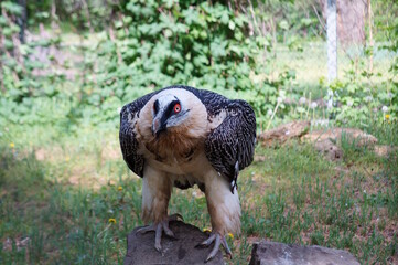 A close-up photo of an eagle. Birds of prey.