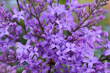 A bouquet of blooming lilacs. Beautiful purple petals. Natural background.