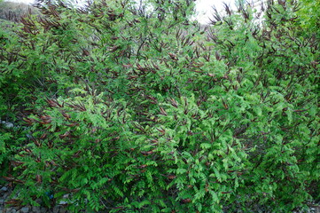 The amorpha is shrubby. Natural background.