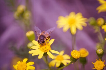 A bee collects pollen from yellow flowers.