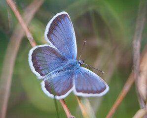 A beautiful butterfly with blue wings. Golubyanka icarus.